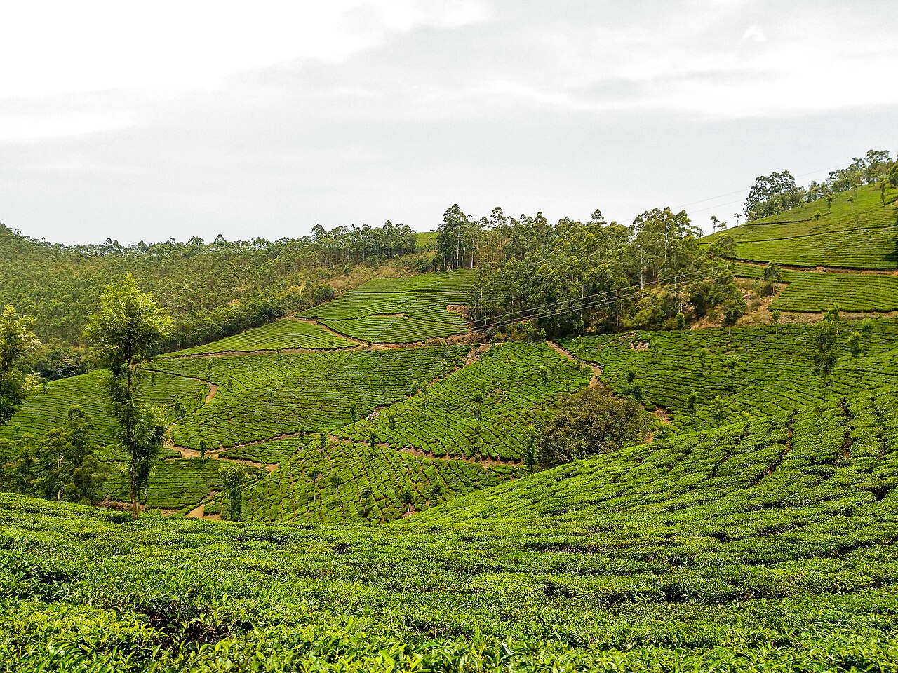 Green tea plantations covering the hills of Munnar in Kerala